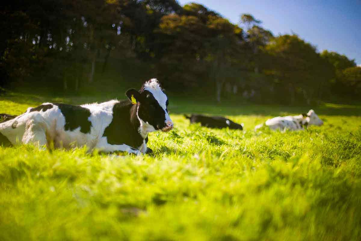 BioCare : Neem oil for animal care