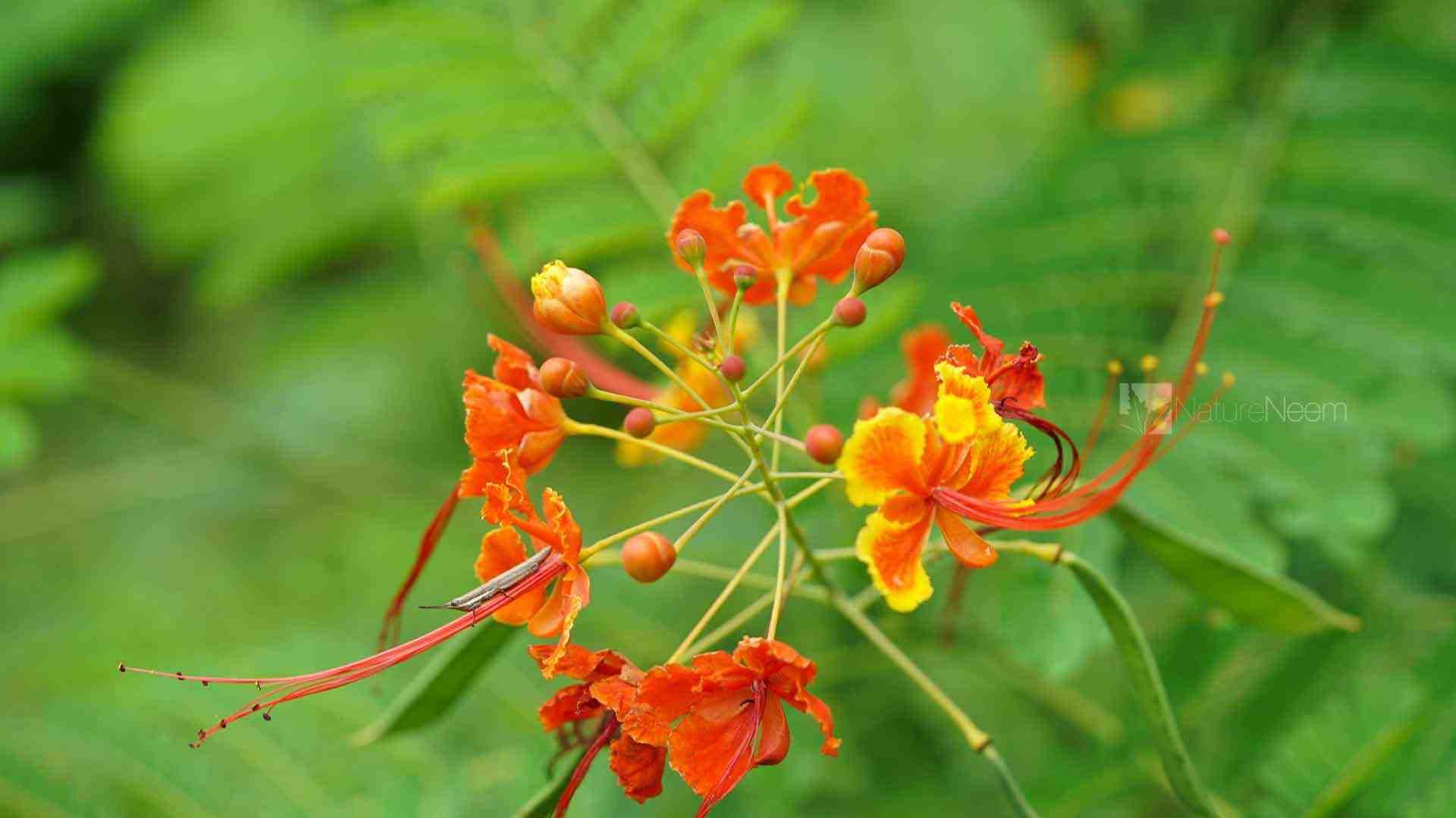 Nature Neem controllo di qualità indipendente