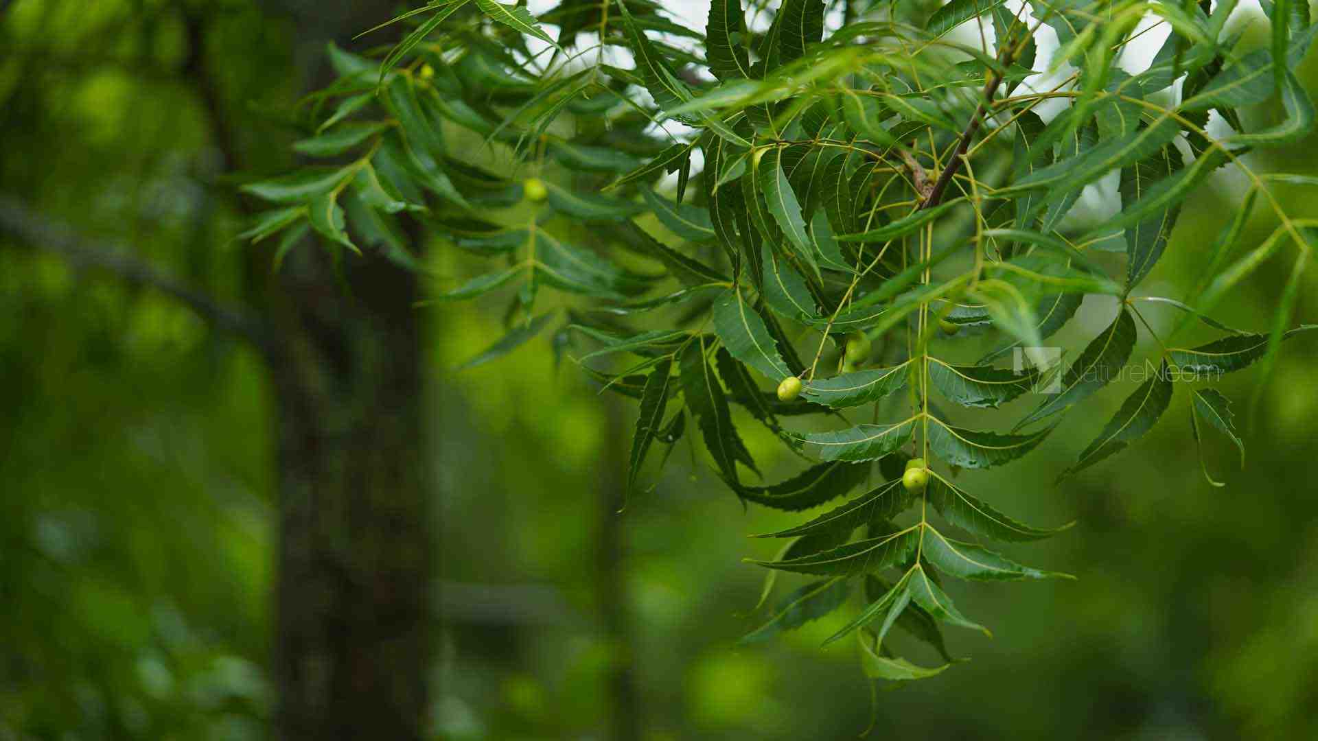 Certifié ECOCERT et conformités aux normes USDA, EU, JAS