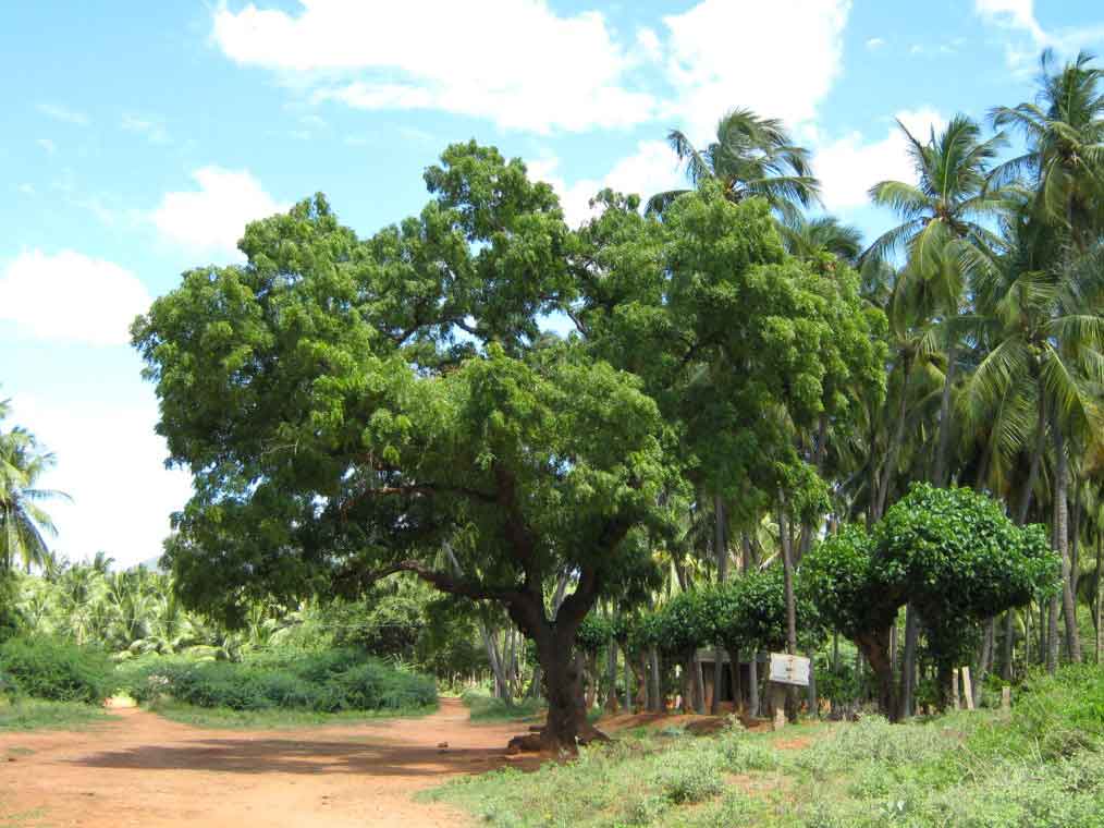 Un arbre de neem en pleine croissance en Inde