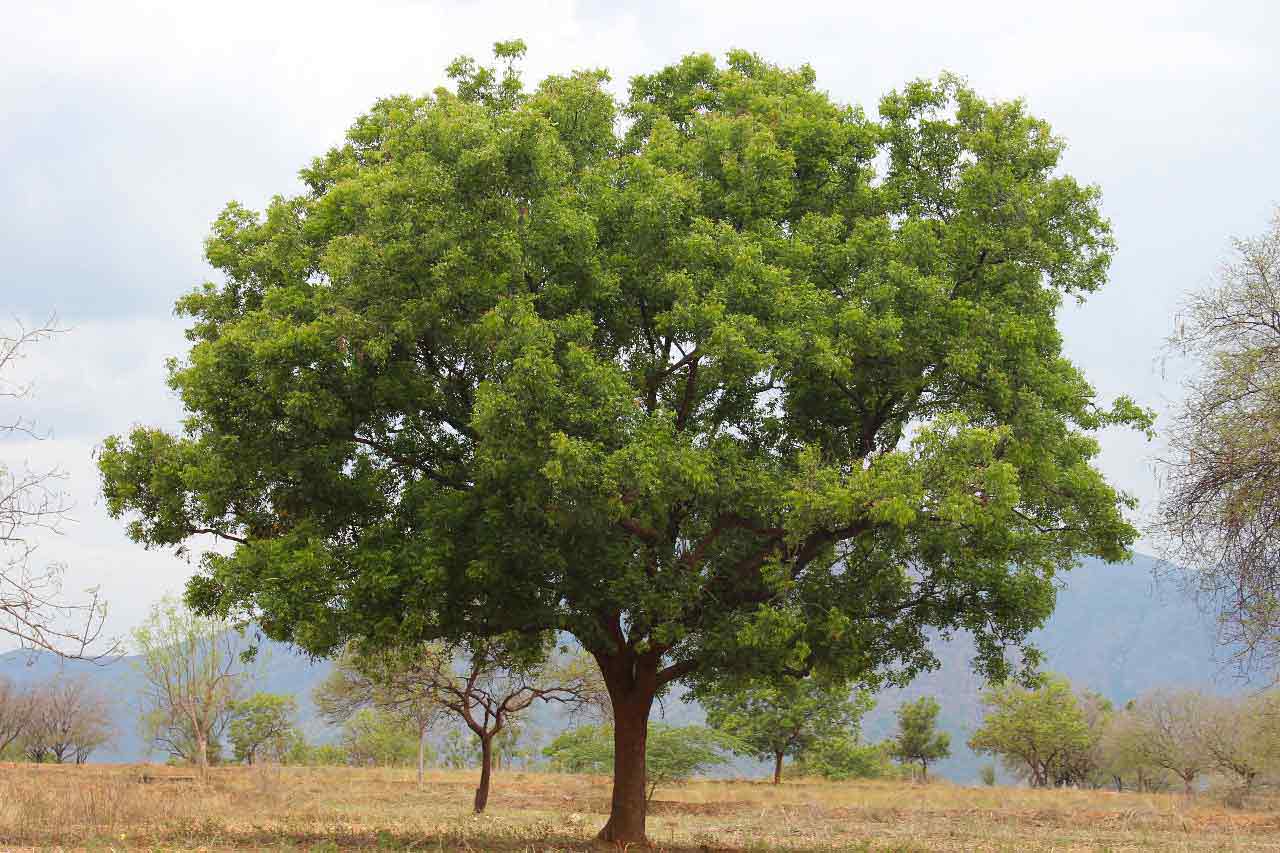 Le neem un arbre omnipotent